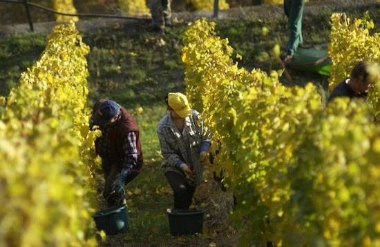 全球葡萄酒總產(chǎn)量下降8.2%，2018葡萄酒漲價已成定勢